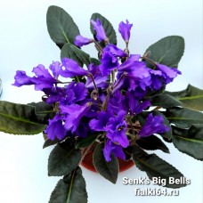Senk's Big Bells (R. Follett/D. Senk)